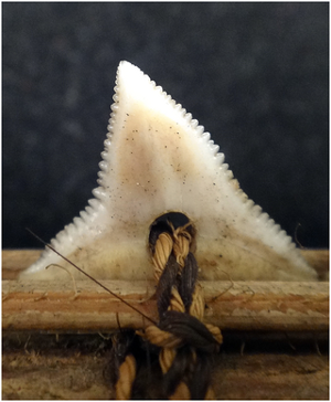 Illustration for article titled Antique Shark-Tooth Sword Reveals a Lost World